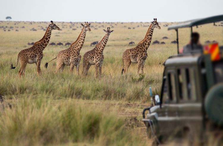 Botswana Safari: From Delta To Desert